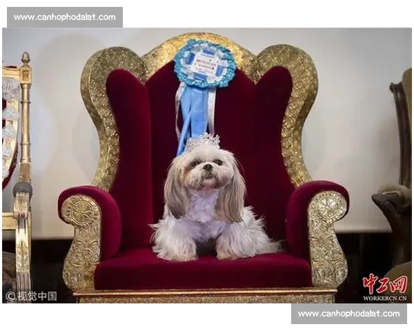 国际狗狗比赛精彩瞬间展示 各类品种犬只争奇斗艳 顶尖犬类展现超凡技巧